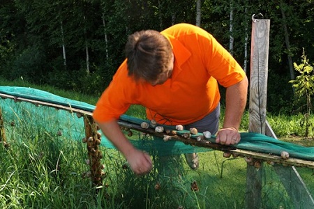 выращивание улиток
